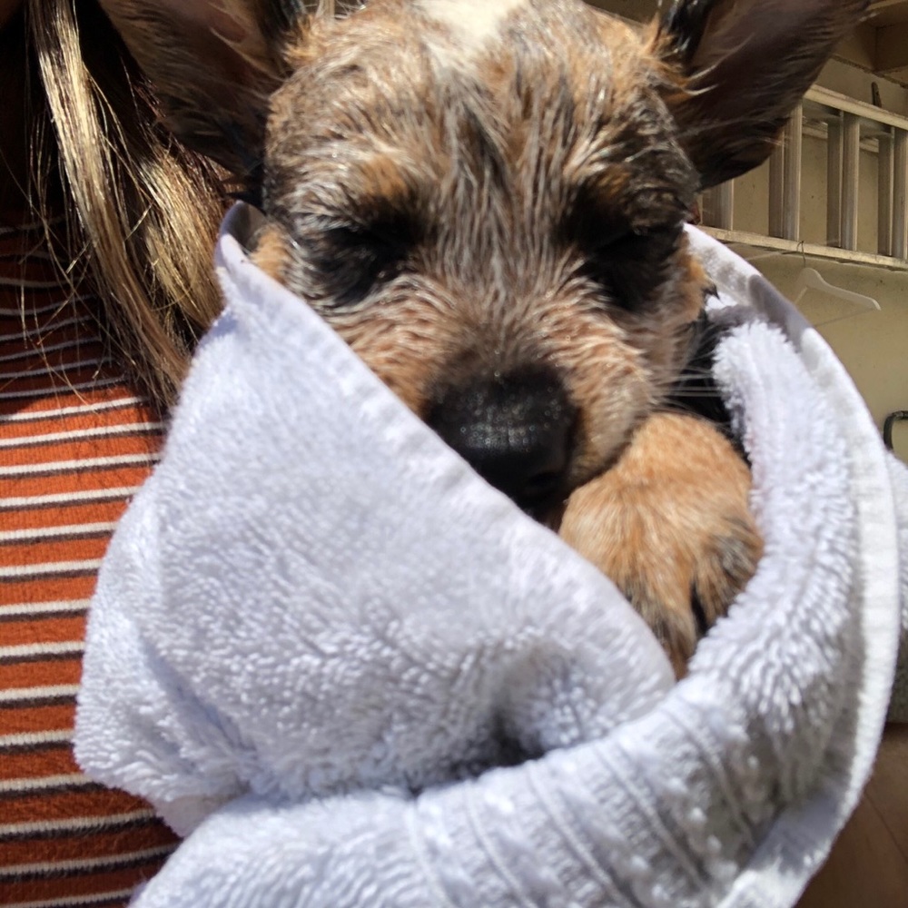 Meet your Posher, Dalia